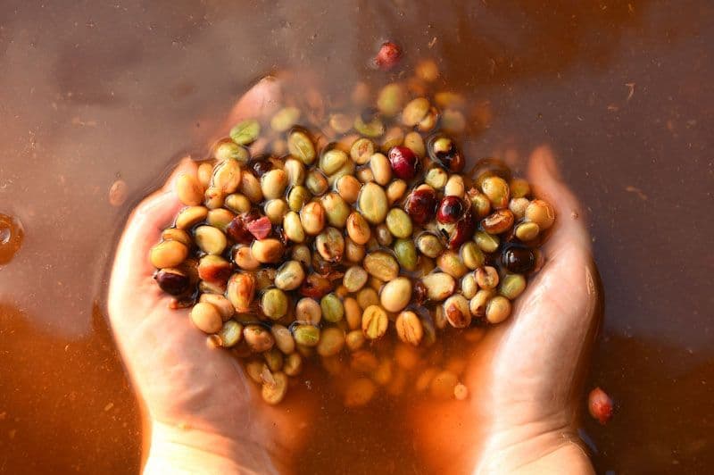 The Art of Coffee Processing: From Cherry to Cup